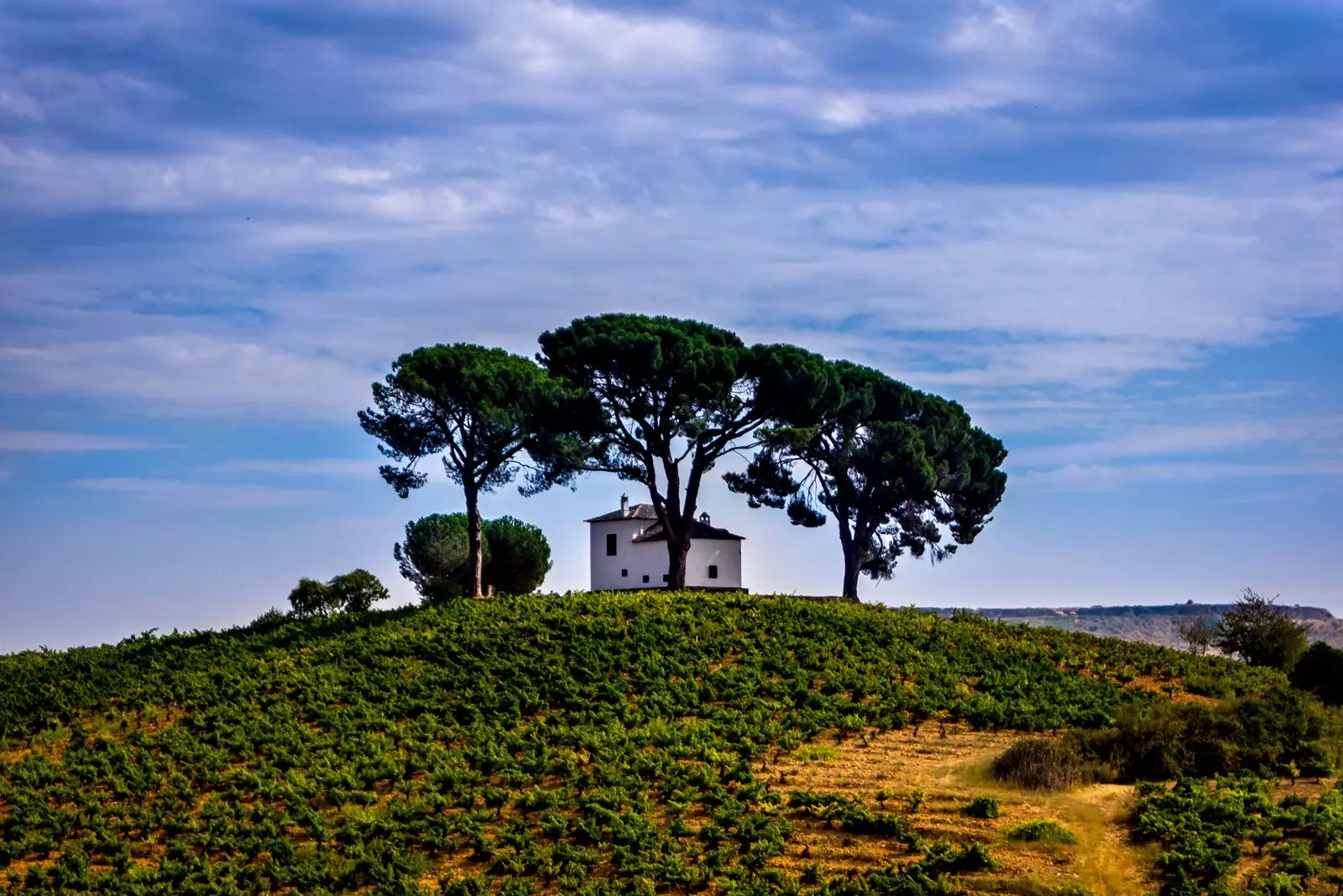 Vignoble à Villafranca del Bierzo León.