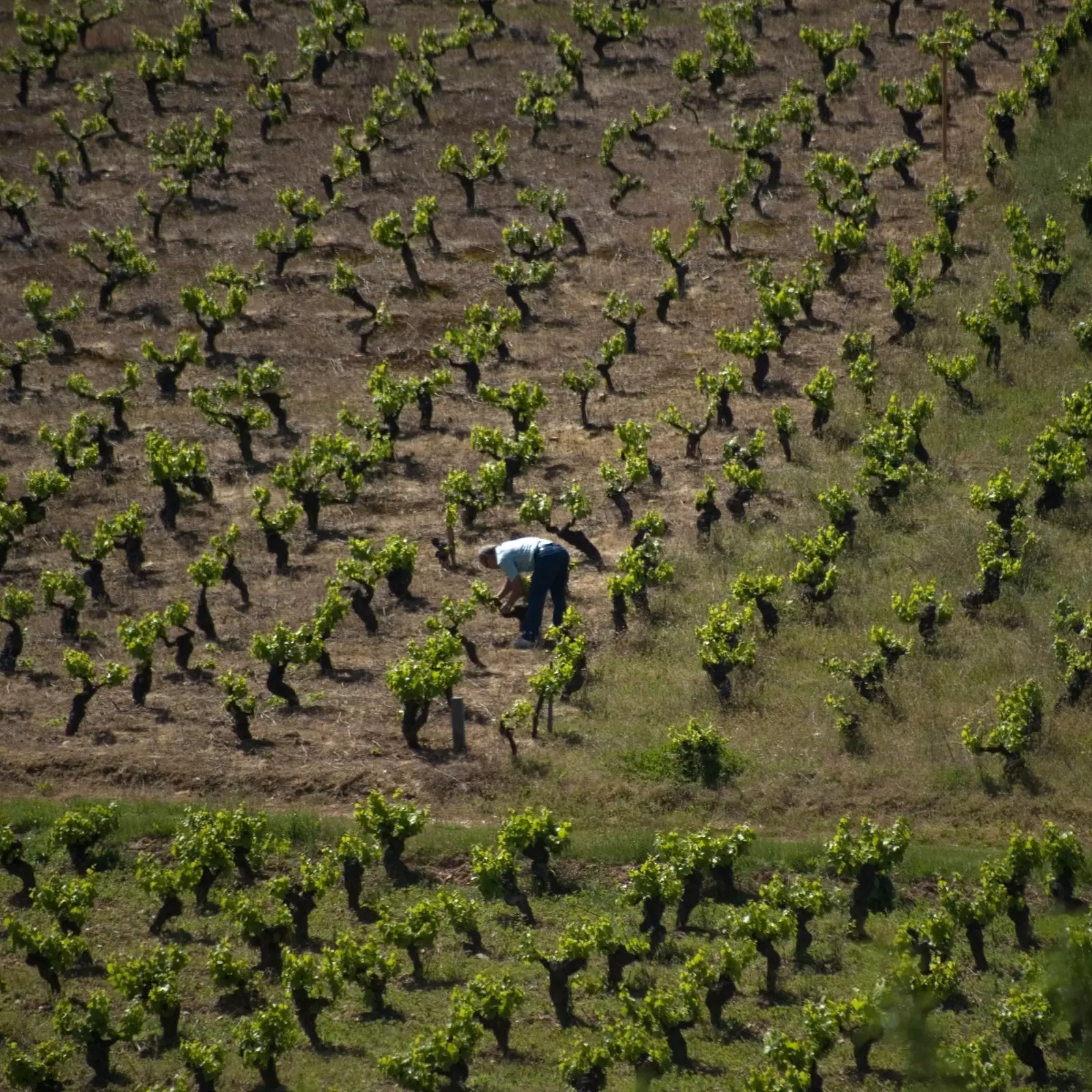 אין El Bierzo קוקן די ווייַנגאָרטן אויף די פיר קאַרדינאַל פונקטן.