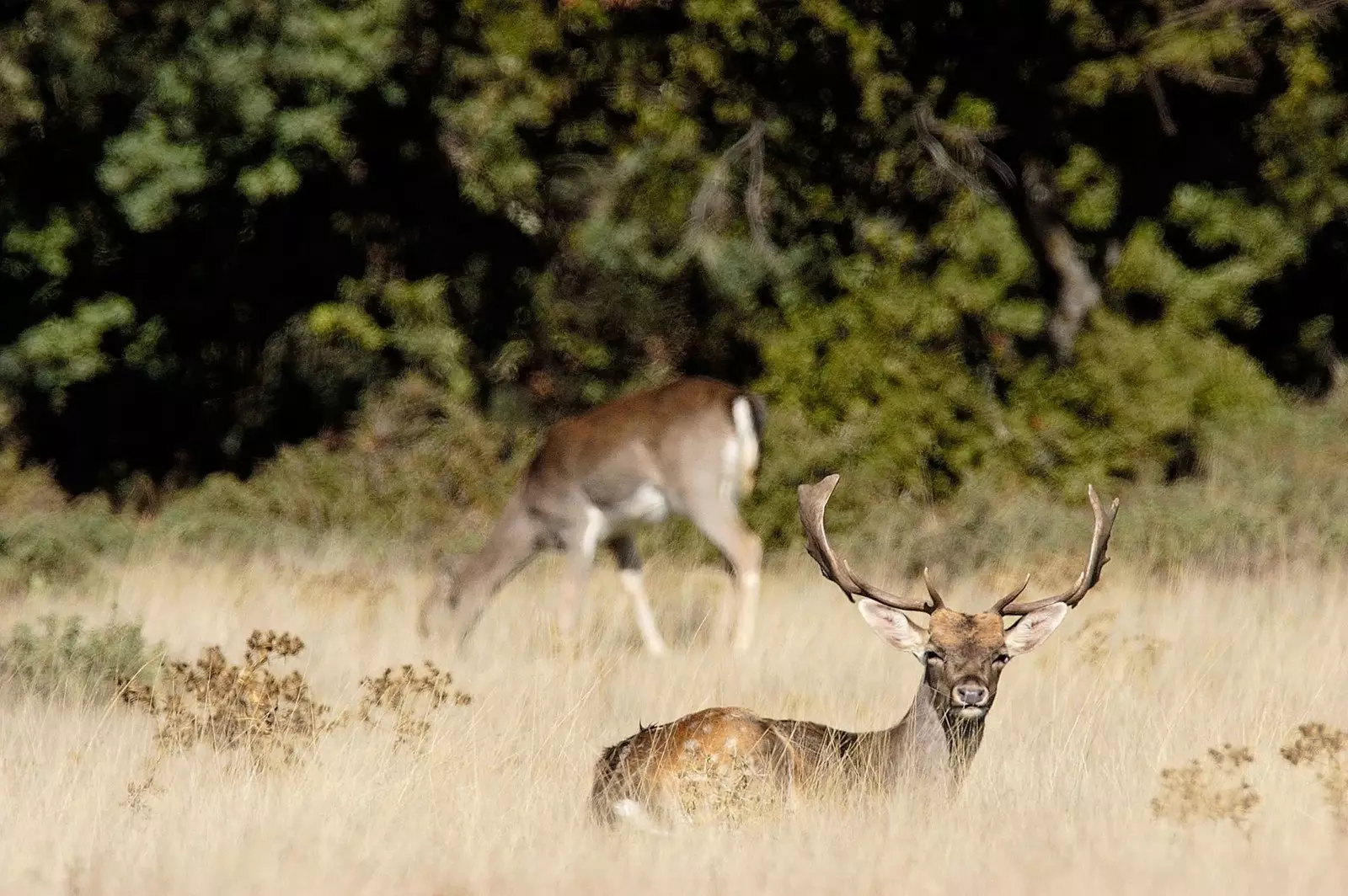 animais na Sierra de las Nieves