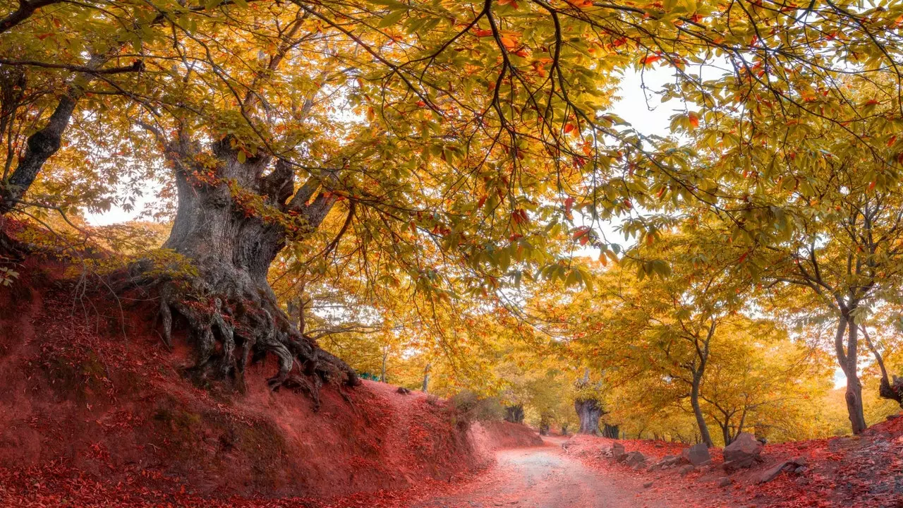 Hutan tembaga, atau bagaimana menjalani musim gugur yang mempesona di Malaga