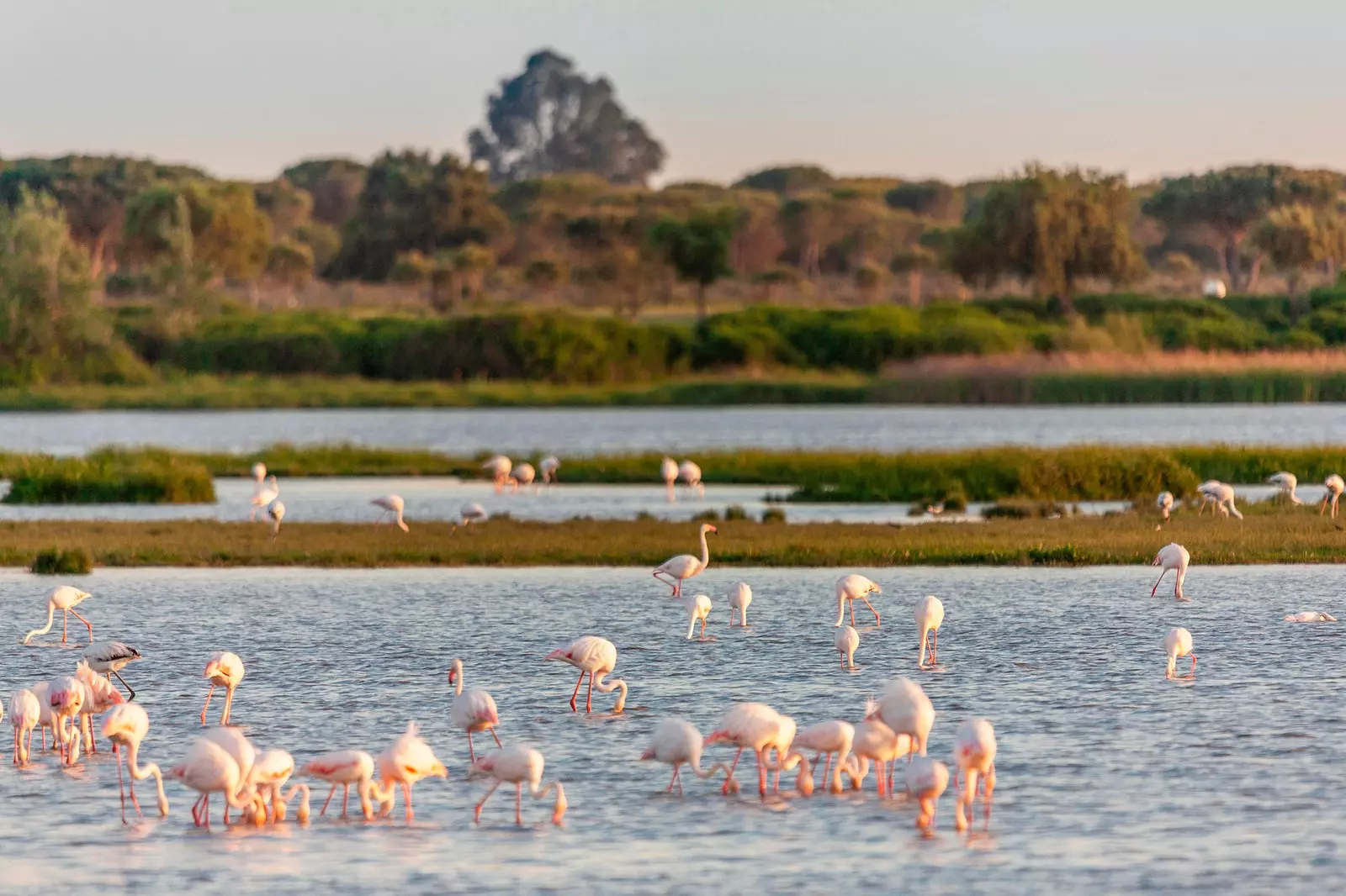 Flamingos em Doñana