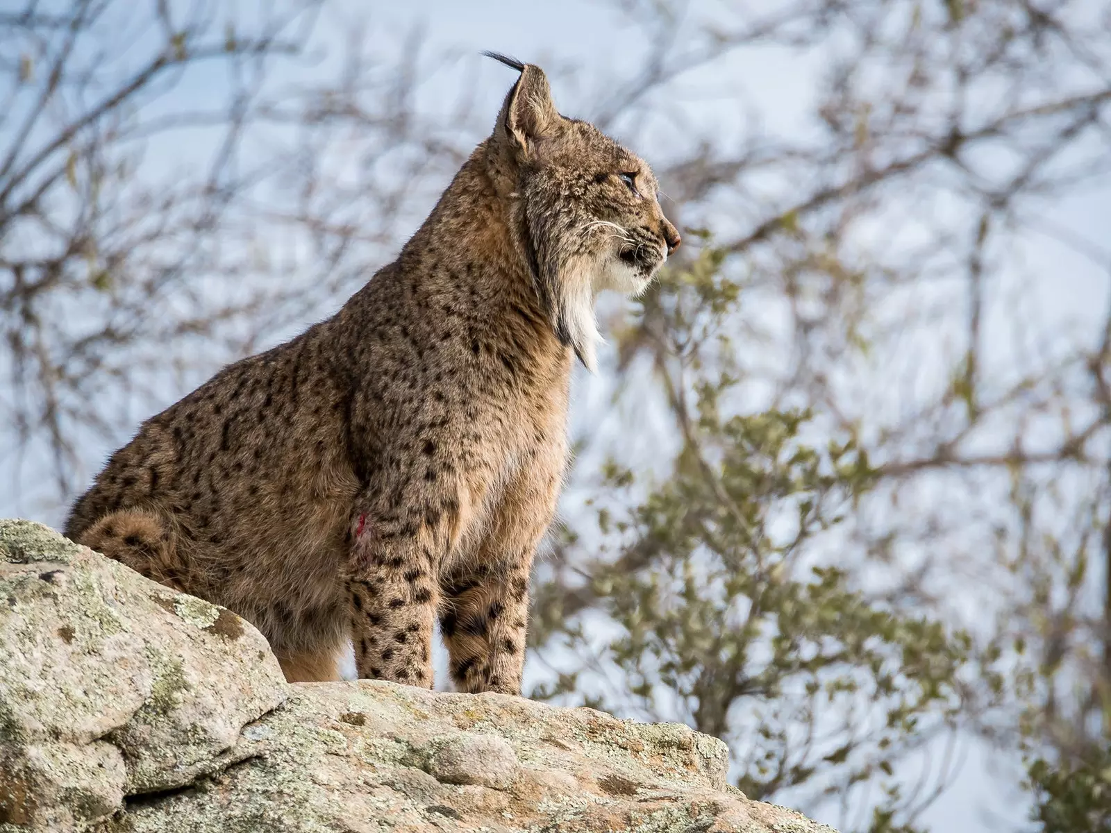 Lynx Iberia adalah salah satu haiwan yang paling lambang di Taman