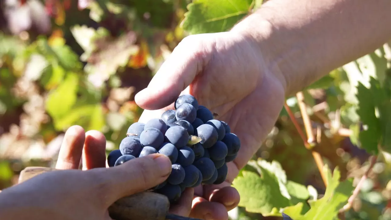 The rufete grape (and other reasons to visit the Sierra de Francia)