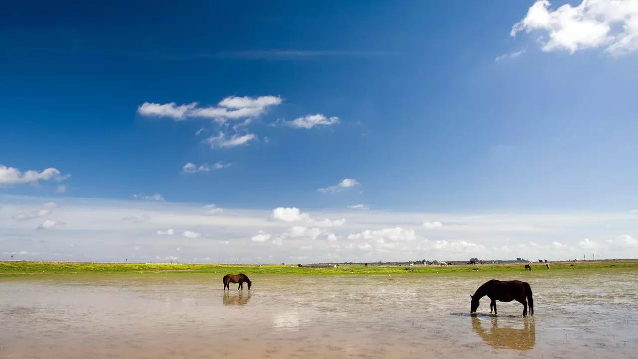 Sevillian Doñana: أفضل سر محتفظ به Híspalis