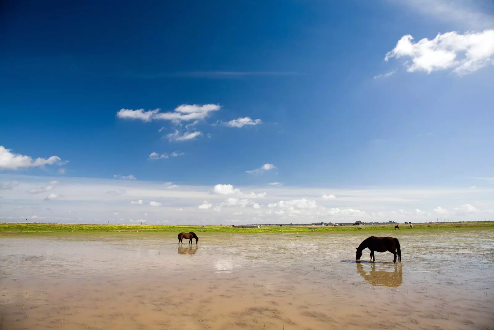 Kreivitär Doñana Sevillan Villamanrique