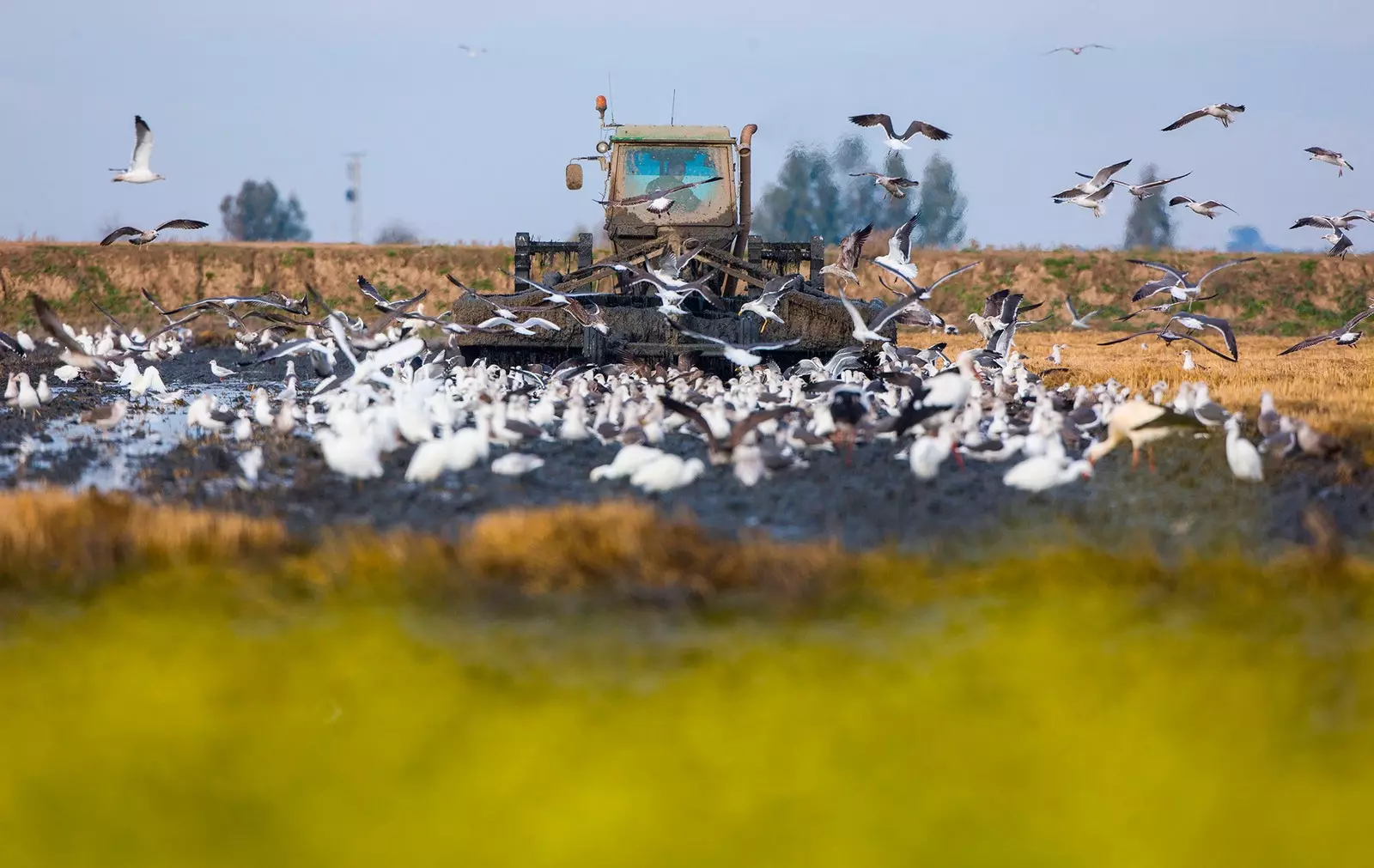 Marshes vun der Guadalquivir Doñana Sevilla