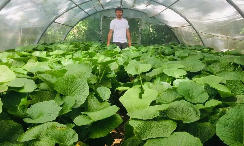 Pau Gelman di ladang Yamaaoi wasabi.