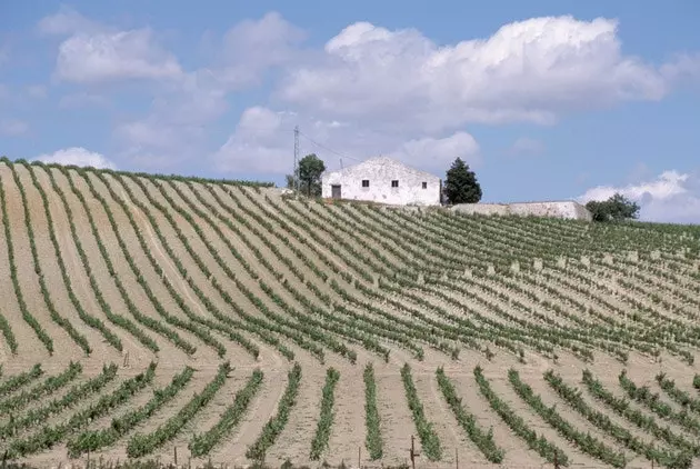 Shamba la mizabibu karibu na Jerez