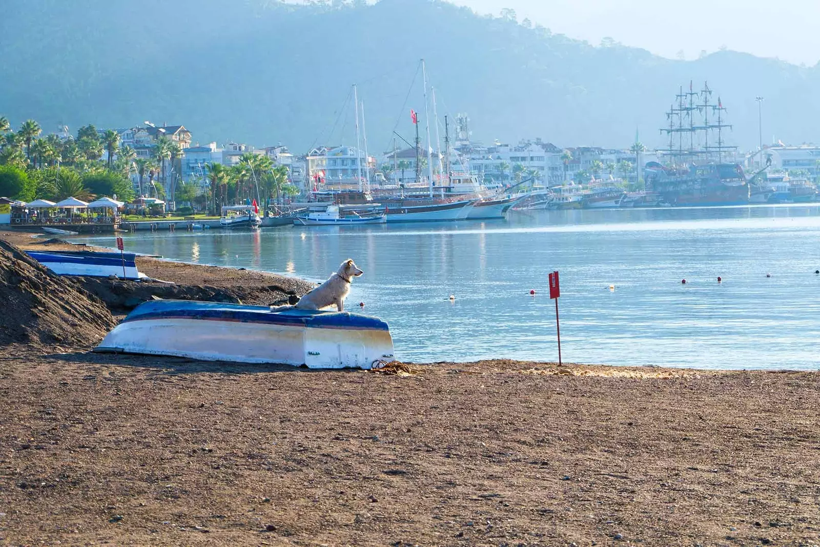 Turki dengan anjing lawatan ke pantai Aegean