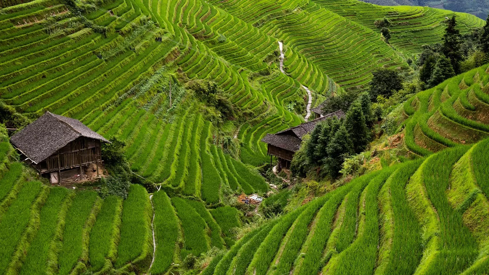 Terase de orez Yangshuo China.