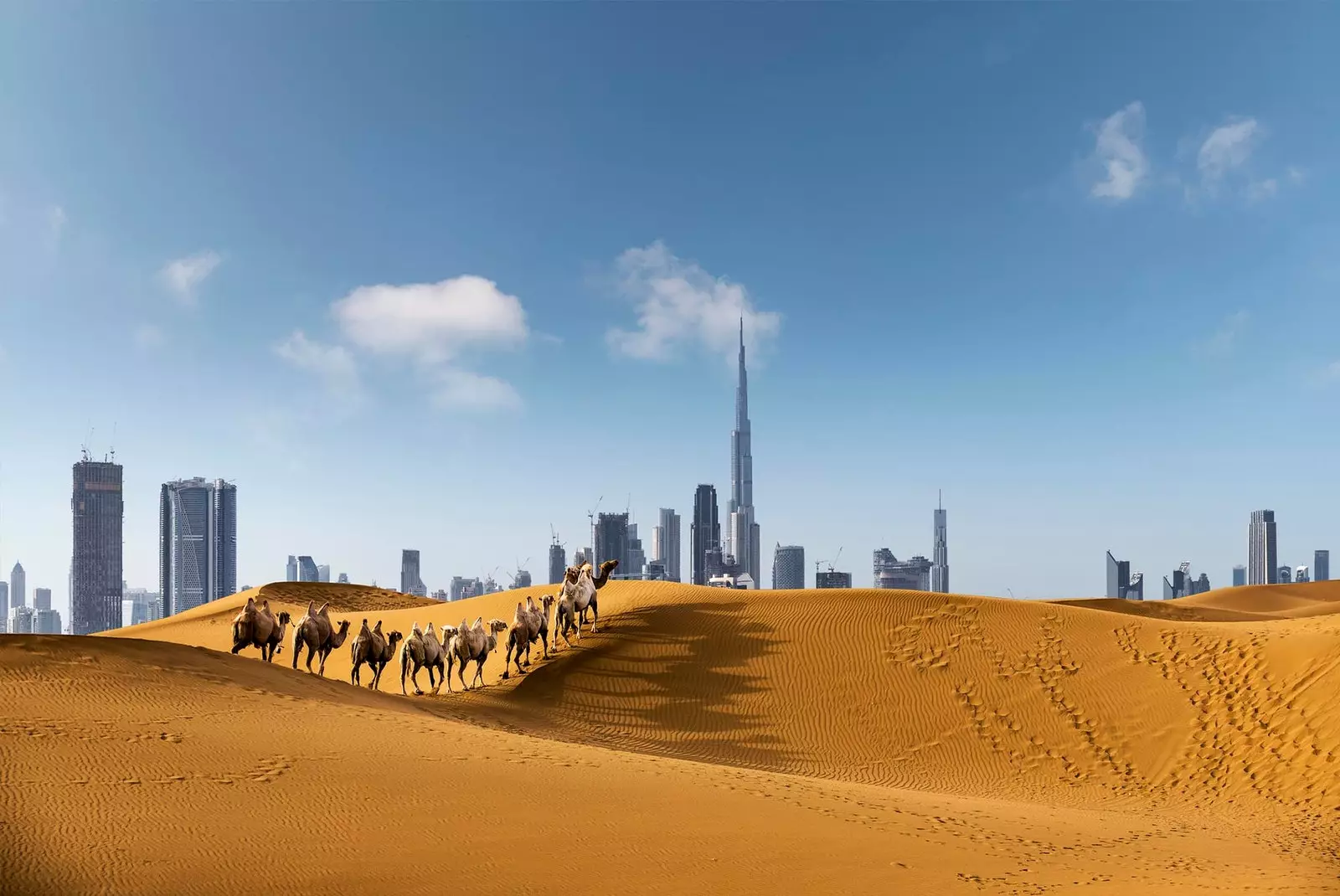 padang pasir dubai dengan unta dan bandar di latar belakang