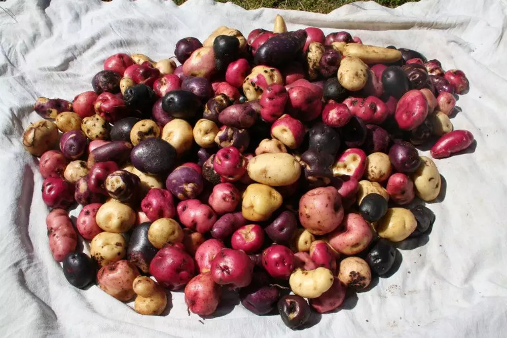 Inhemsk Potatis Potatis Park Peru