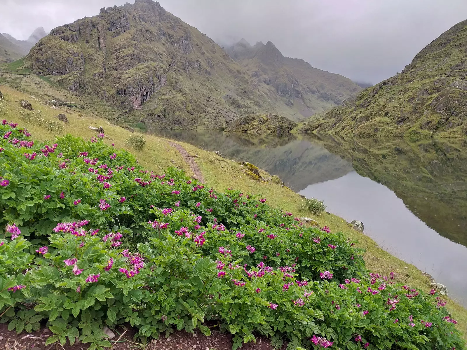 Pajsaġġ u fjura tal-patata Parque de la papa Peru