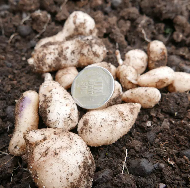 yabani patates