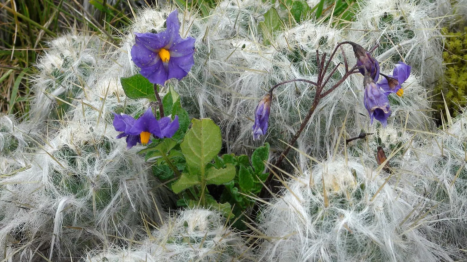 Flower of the Machu Papa Potato Park Peru