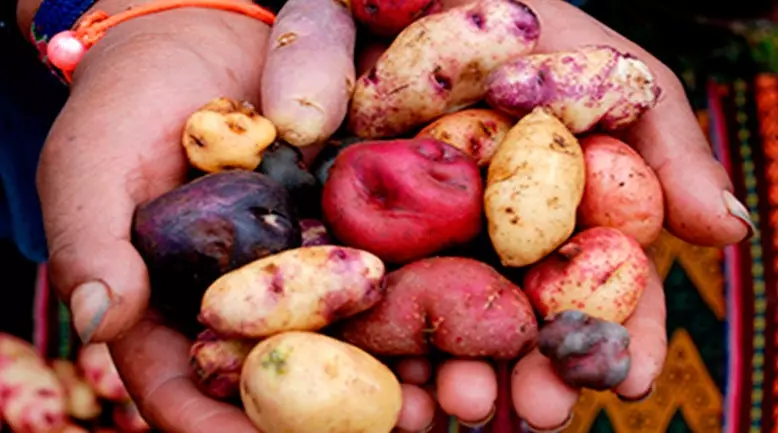 Patate Potato Park Peru