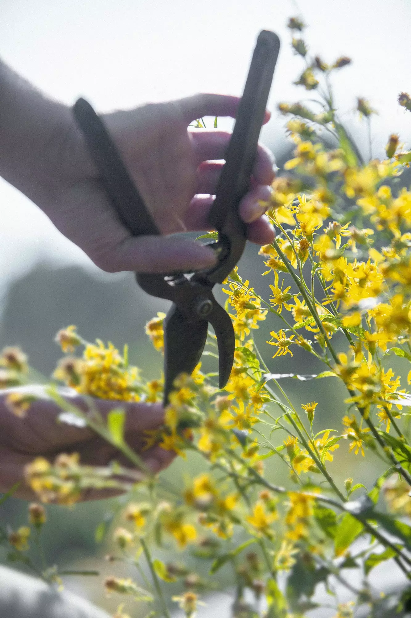 De schoonheidstentoonstelling van Chanel in Le Jardin des Plantes