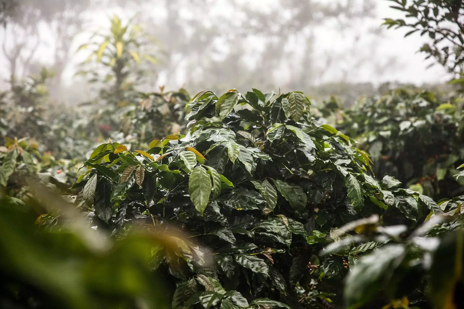 Výstava krásy Chanel v Le Jardin des Plantes