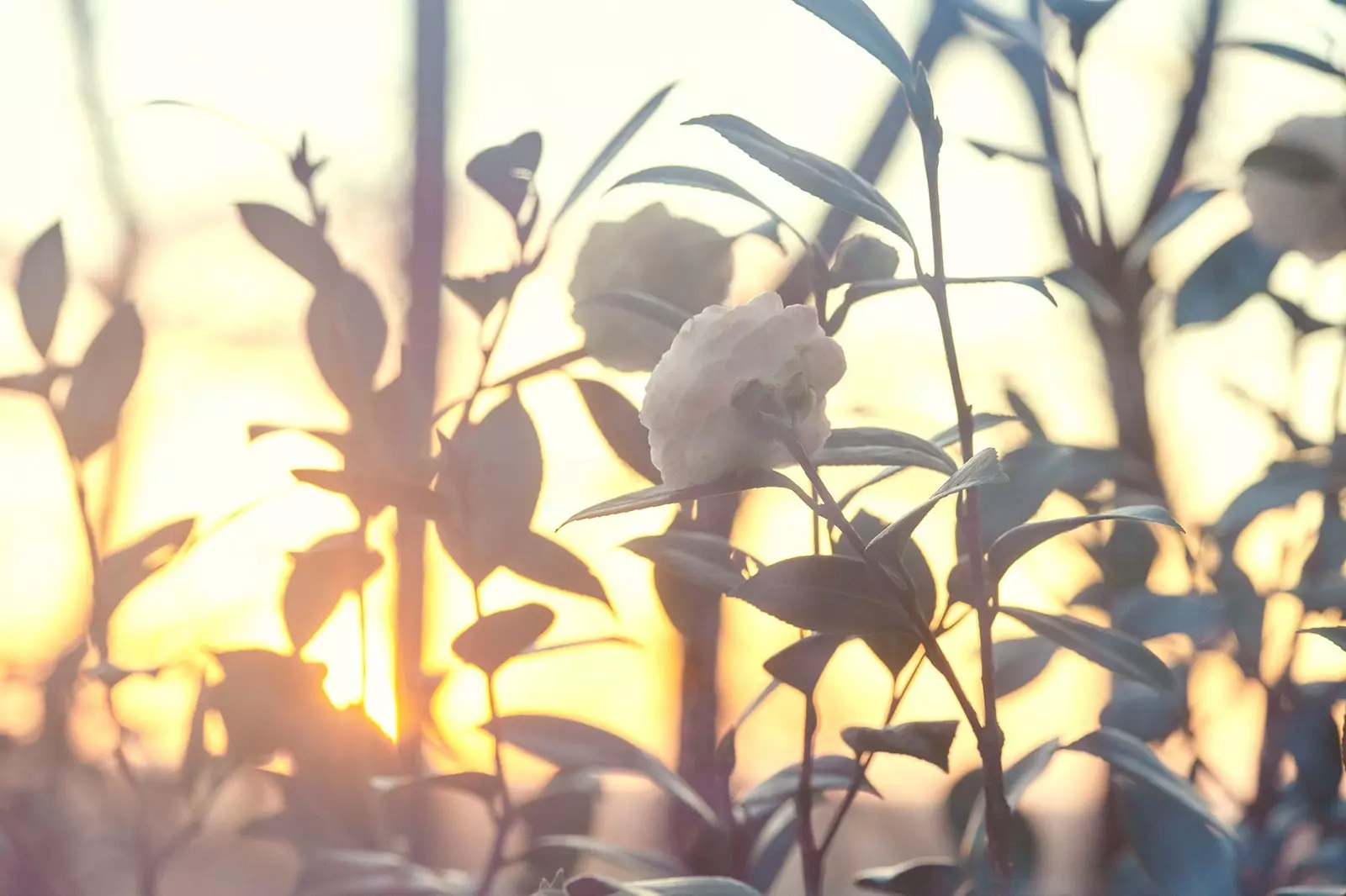 Expoziția de frumusețe Chanel de la Le Jardin des Plantes