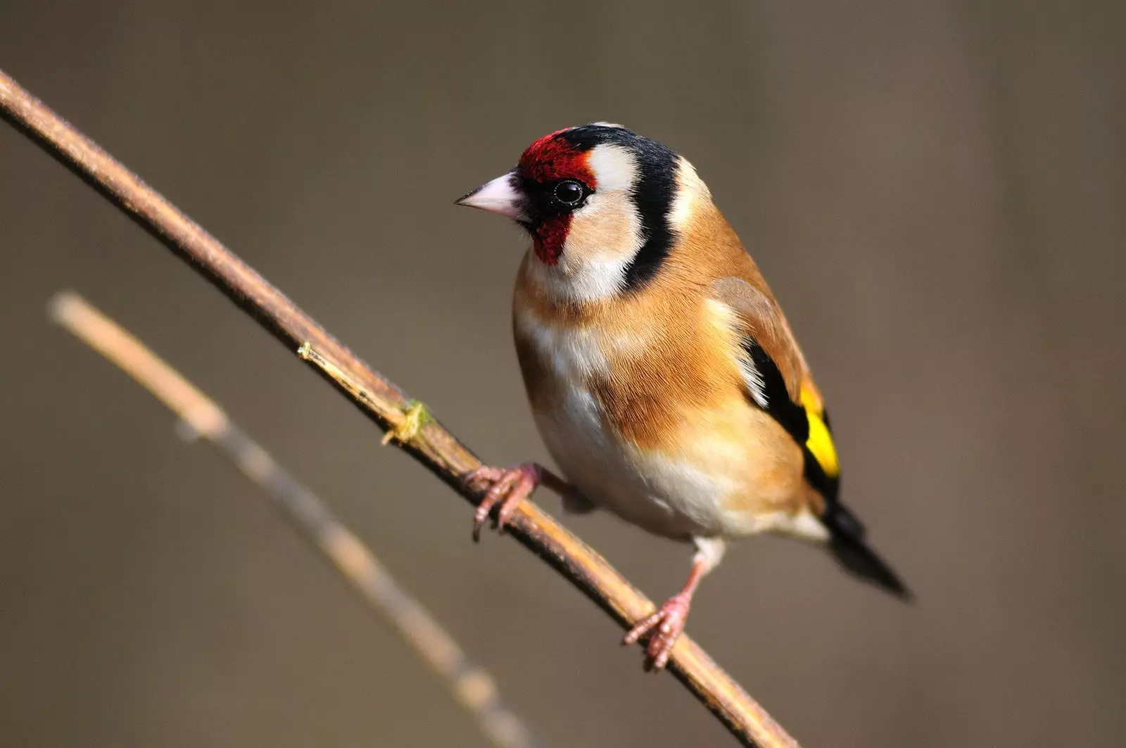 mengamati burung