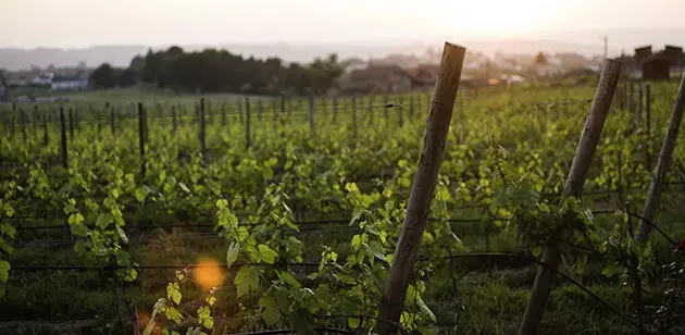 Ne partez pas sans goûter le vin