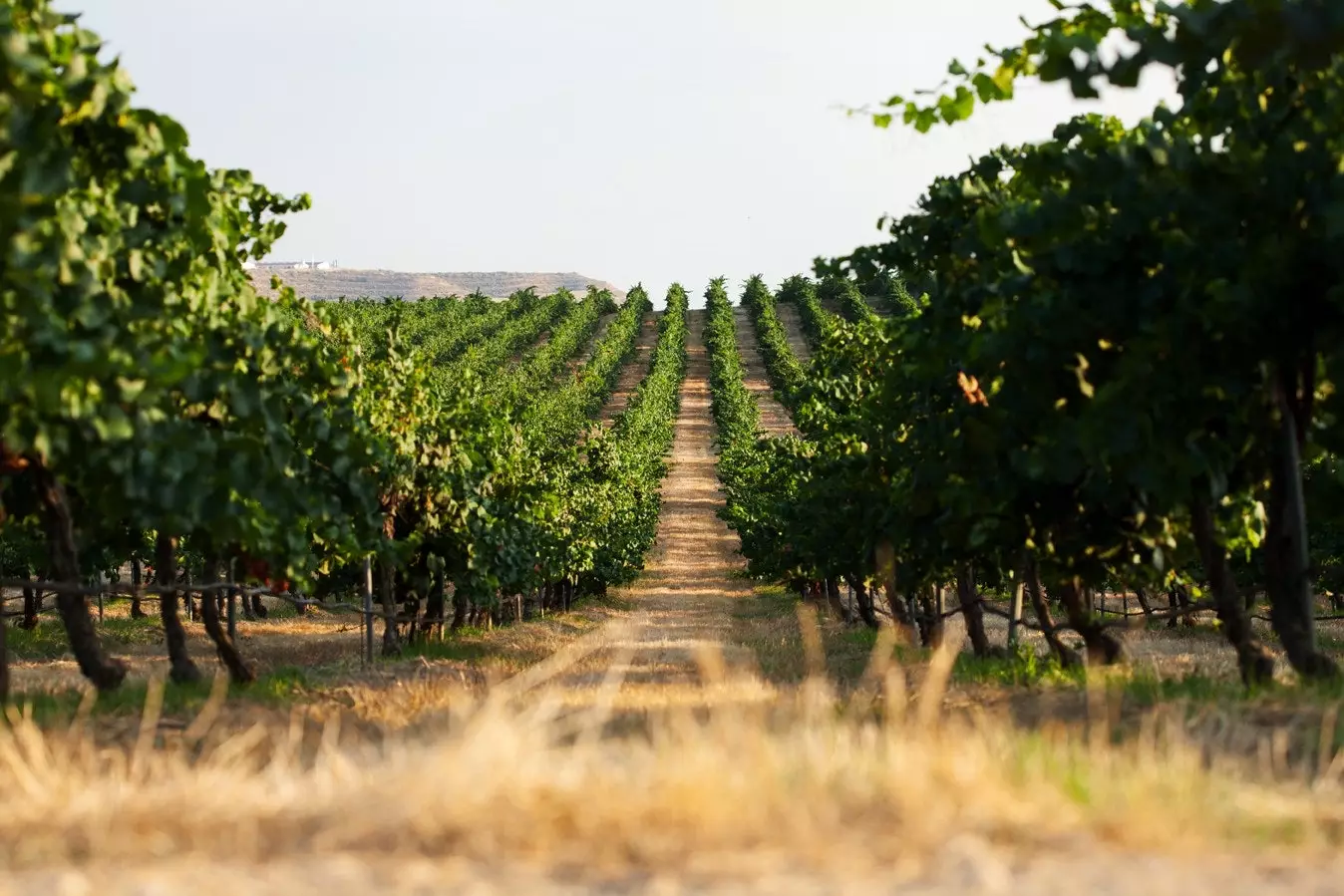 Vineyards in Raimat.