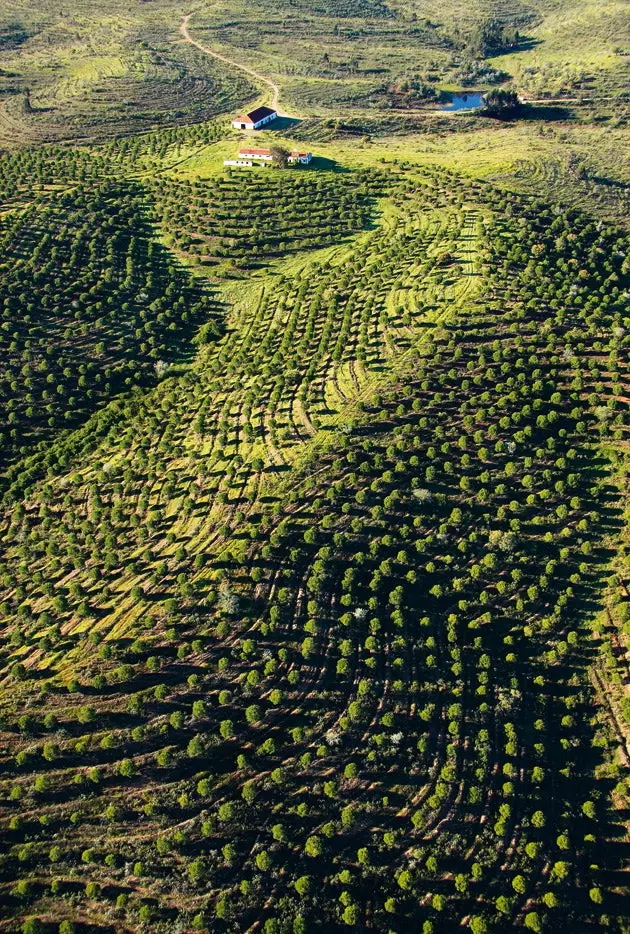 Wine forms an essential part of the Alentejo culture