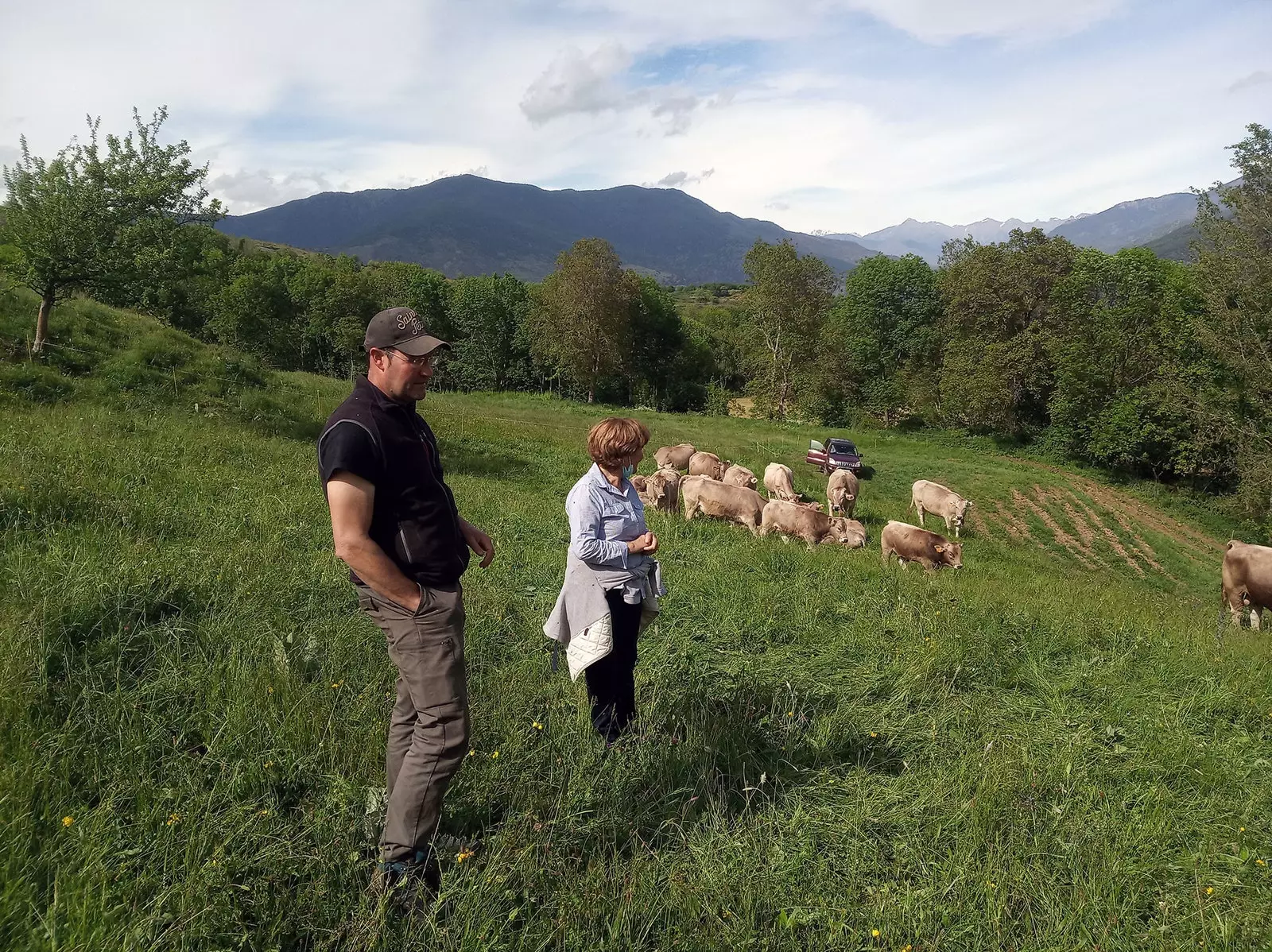 Livestock in the Pyrenees