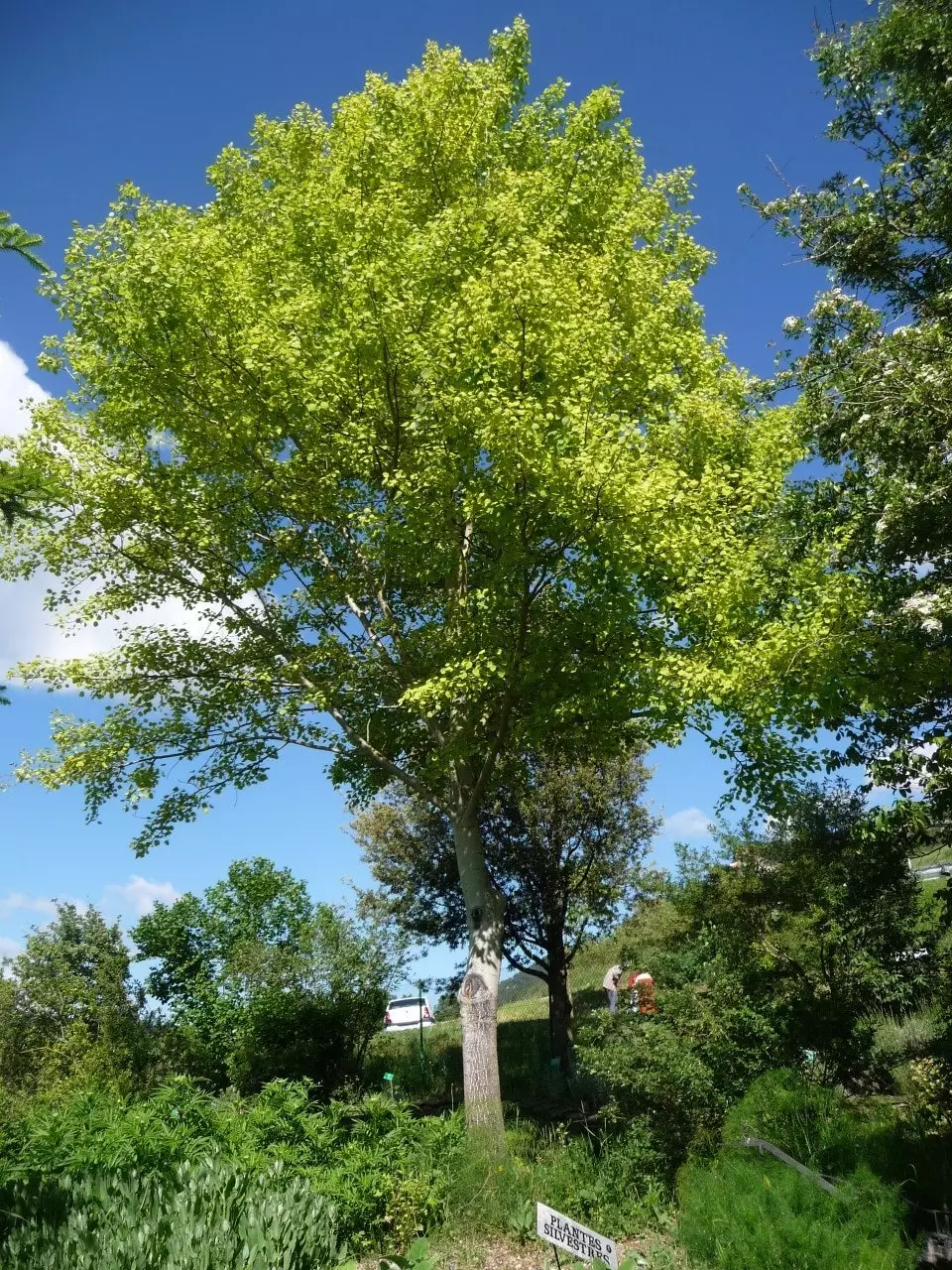 Botanická záhrada Gombren