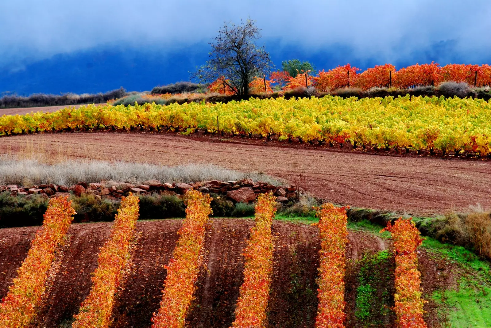 There may be terroir in one plot and not in the one next to it.