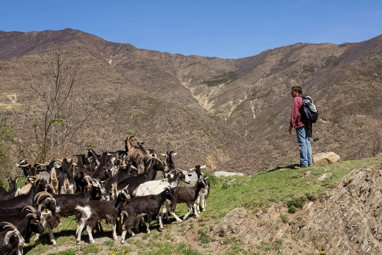 Shepherds School of Catalonia