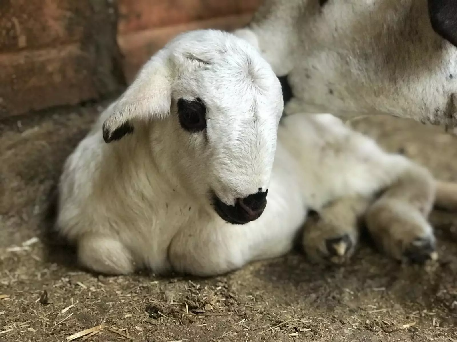 カタロニアの羊飼いの学校