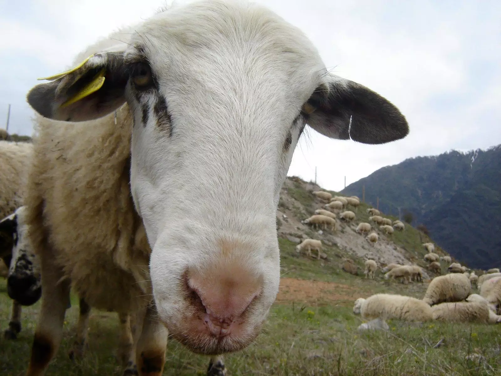 Shepherds School of Catalonia