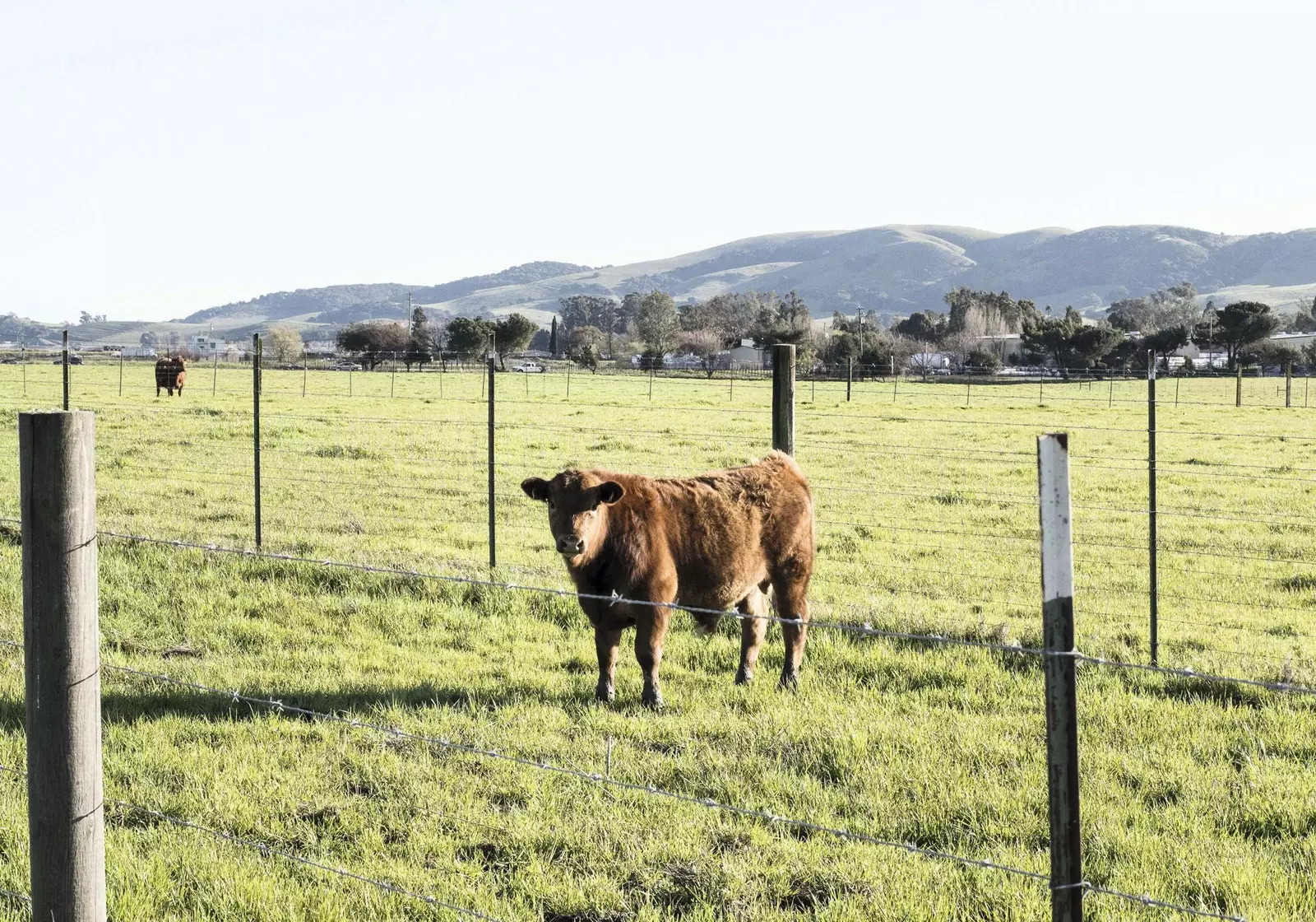 Sonoma