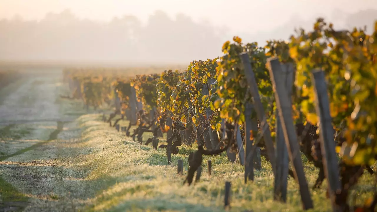 Sauternes: vinurile din ceață