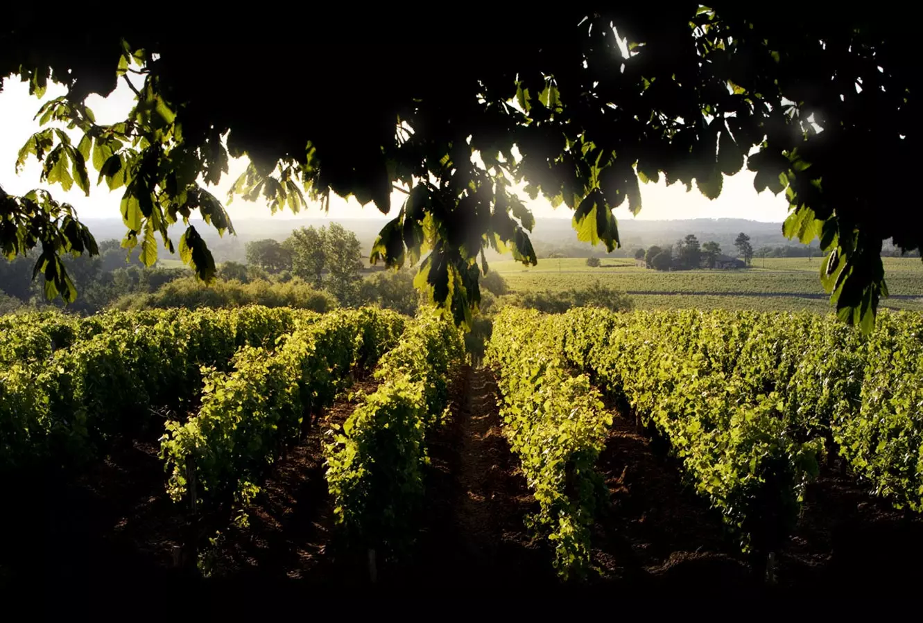 Vineyards katika Château d'Yquem.