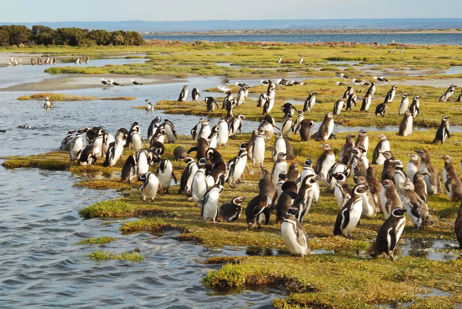 Kisiwa cha Penguin katika visiwa vya Vernaci vya Bahía Bustamante.