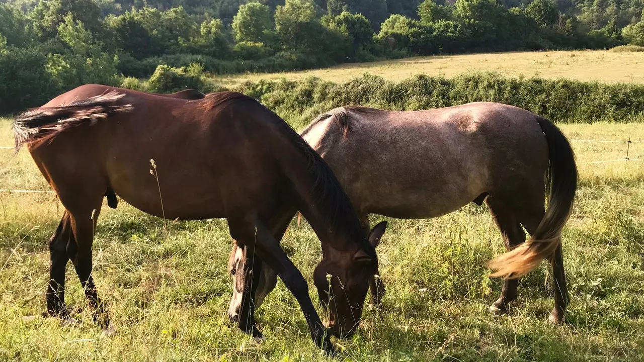 The dream of living among horses: their magic and life in the countryside