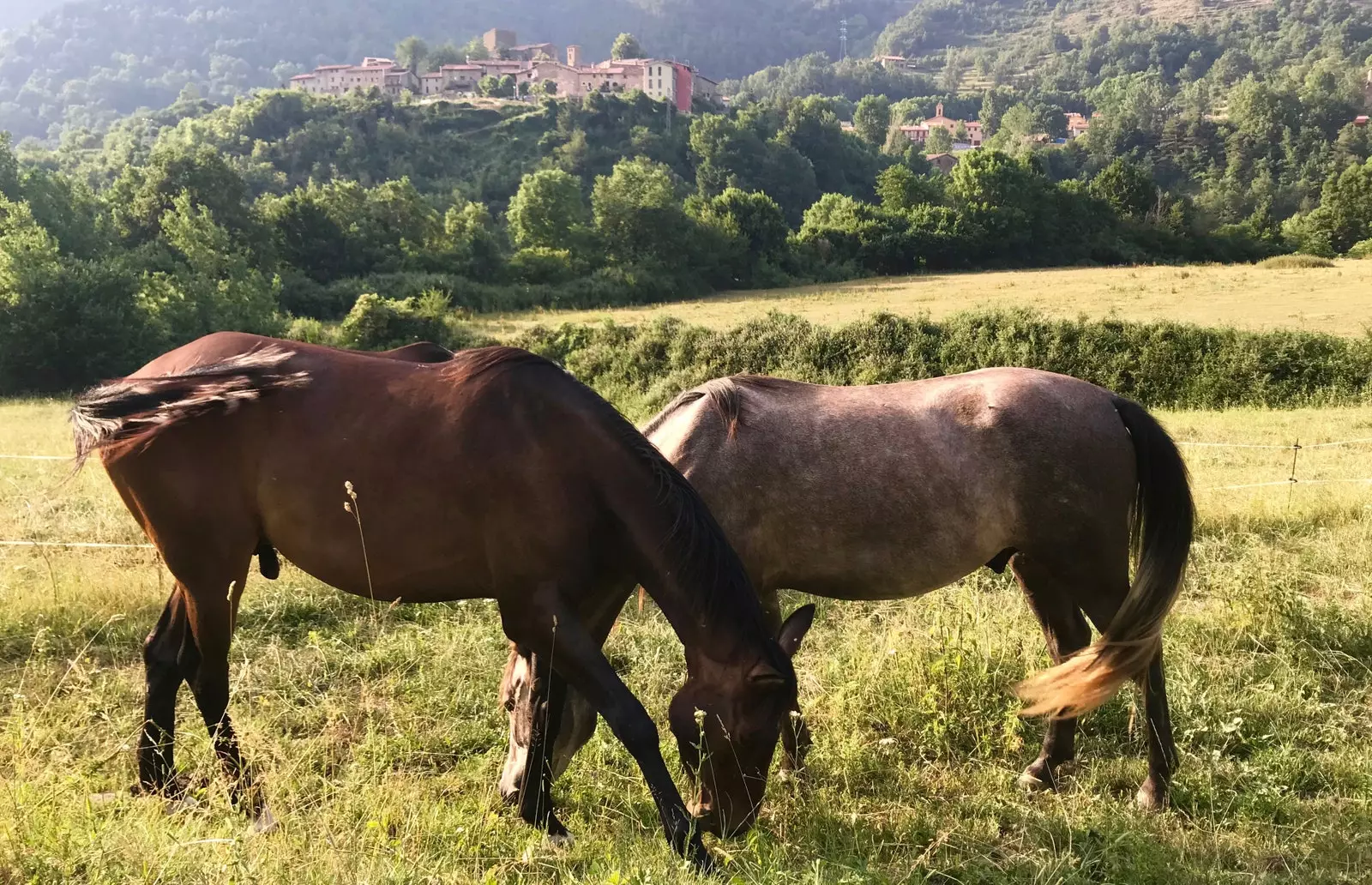 Dy nga kuajt nga tufa La Plana Gran në Vallfogona de Ripolles.