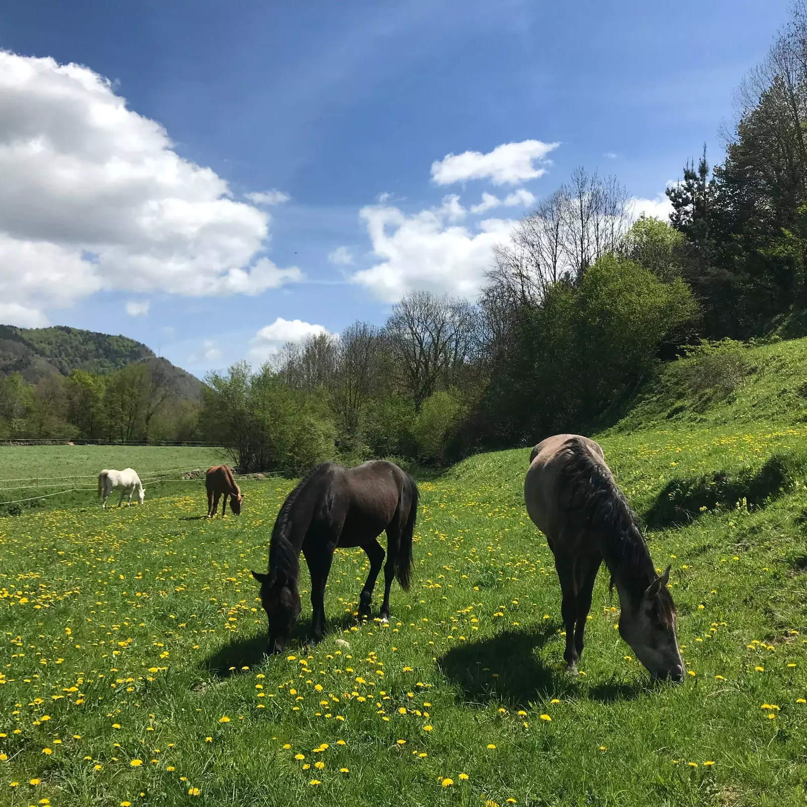 Arkliai gyvena laisvi be ryšių Vallfogona de Ripollès miestelyje.