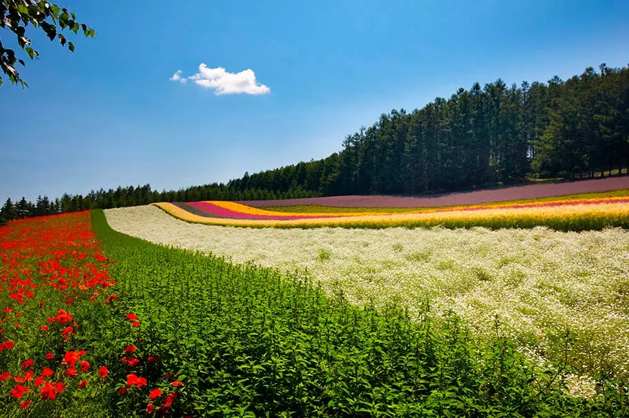 A estação de floração muda completamente a aparência de Hokkaido