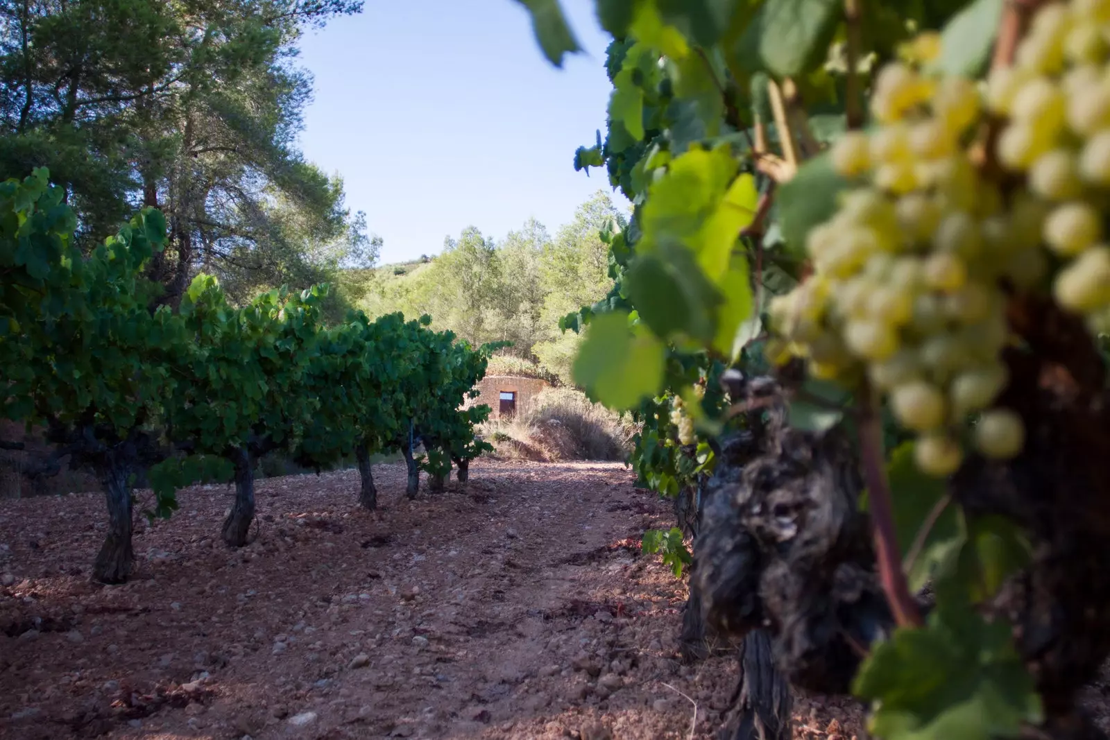 Barraca entre Vinyes viner og bærekraft i Penedès