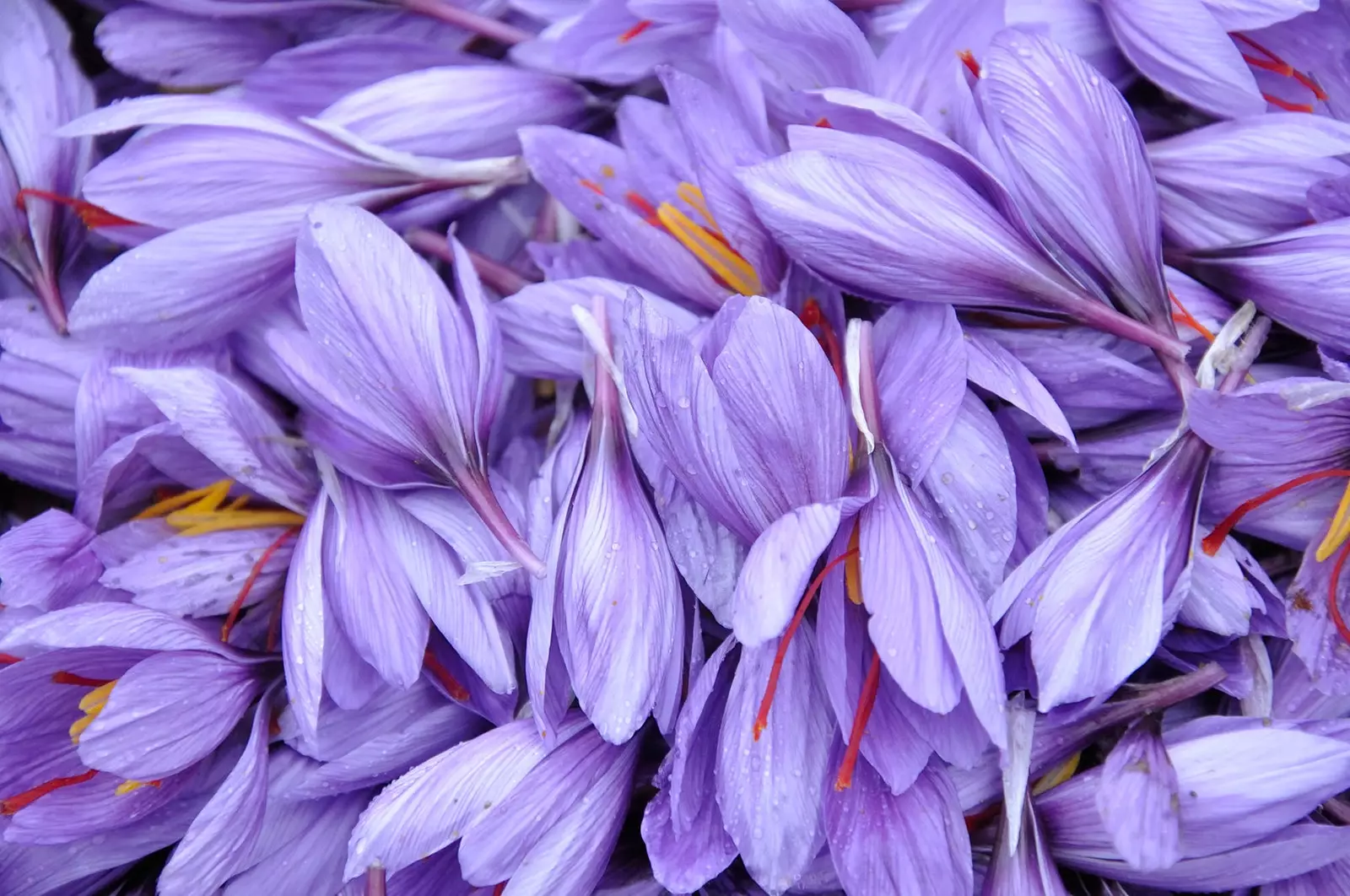 Crocus sativus פרח הזעפרן