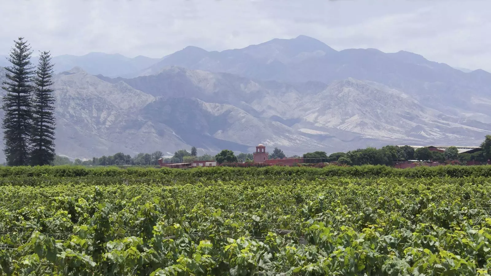 टाकामा वाइनरी