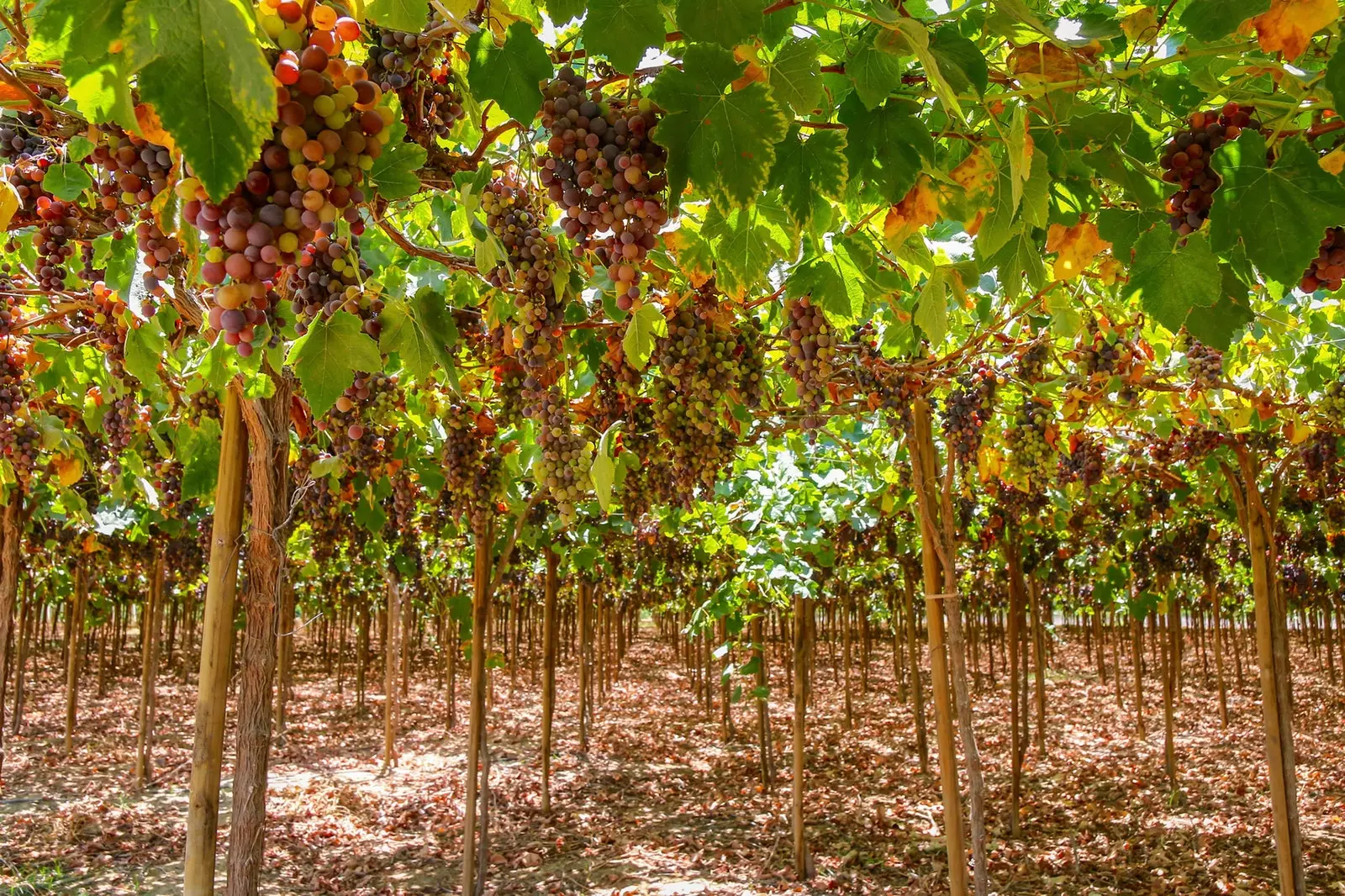 Vinhedos de uva Pisco em Ica