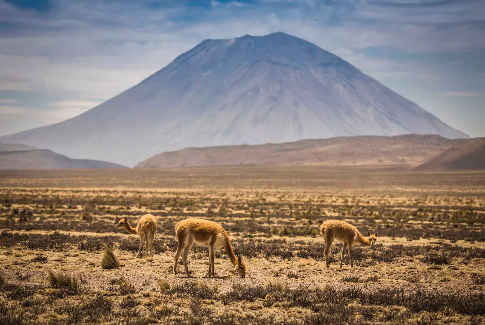 alpackor nära misti-vulkanen i arequipa