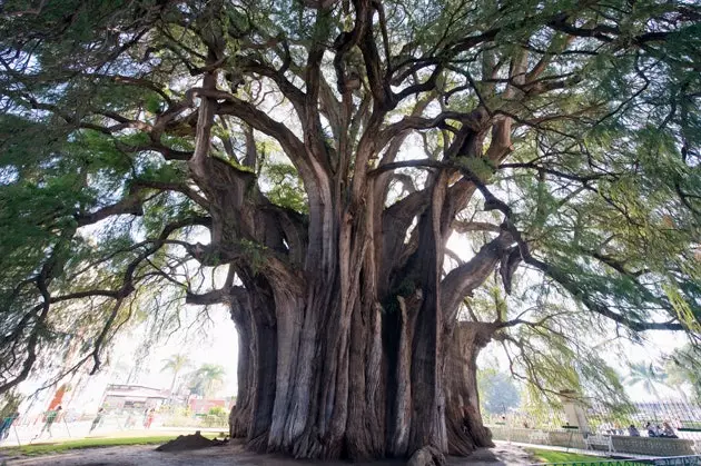 Arbre de Santa Maria de Tule