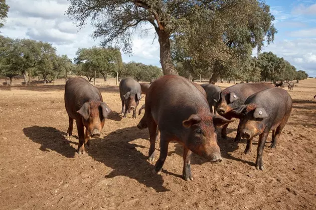 Kebahagiaan di padang rumput Extremadura