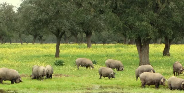 Μην χάσετε το Iberian Pig Interpretation Center στην Higuera la Real