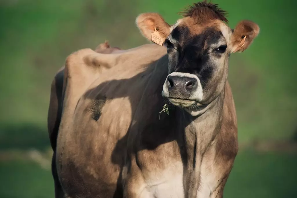 Les vaches heureuses d'Airas Moniz